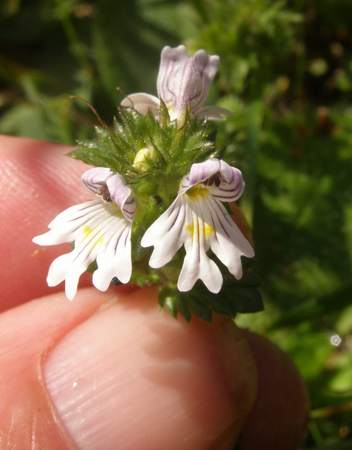 Piccolissimo fiore - Euphrasia sp.